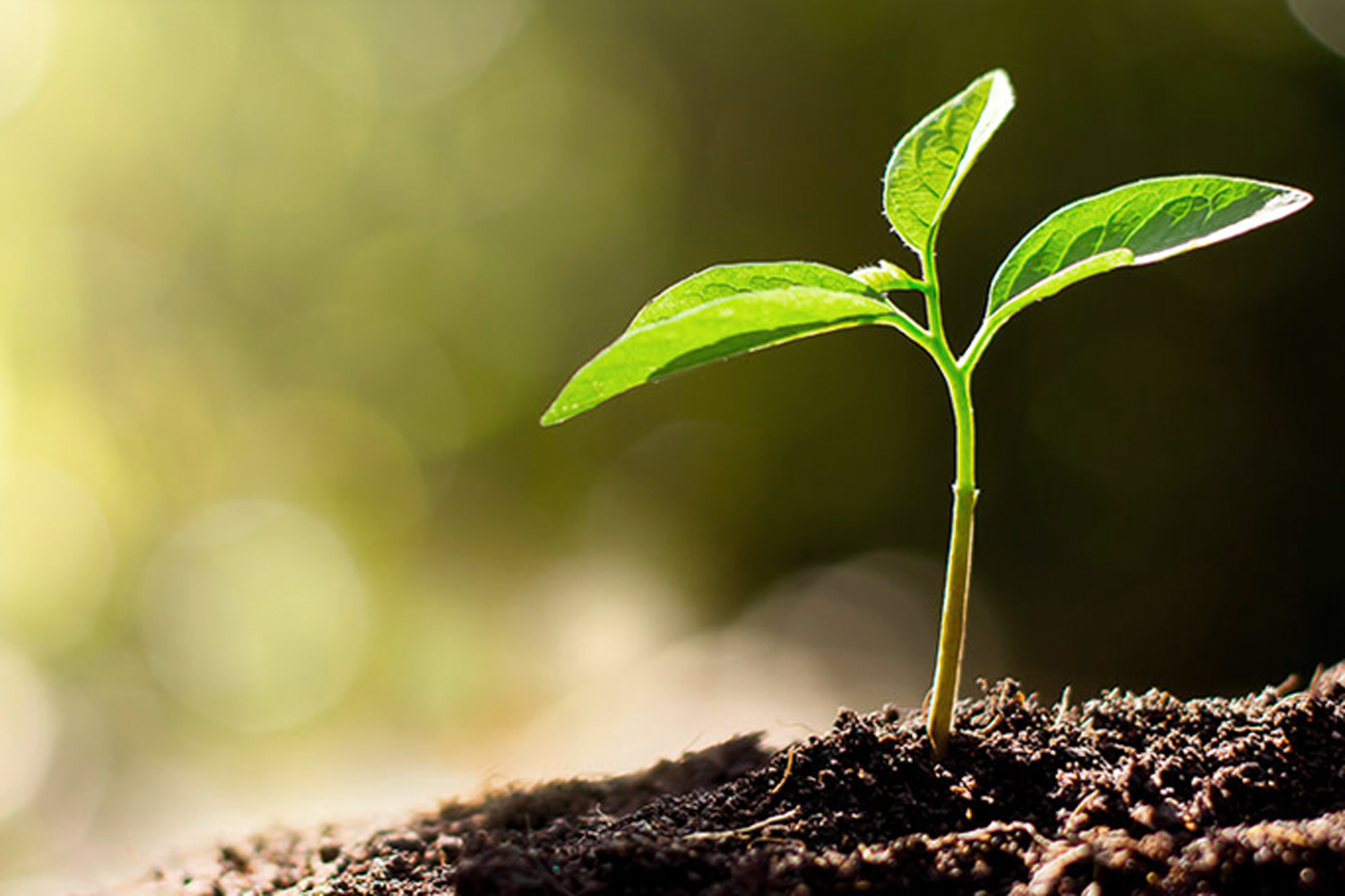 Todo lo que debes saber sobre la Ley de Responsabilidad Medioambiental